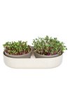 PLASTIA Set Keimsprosskit Urablive Microgreens elfenbein kaffee