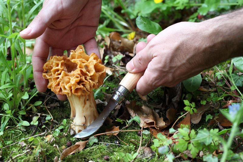 OPINEL Pilzmesser Nr 8 Eichenholzgriff 
