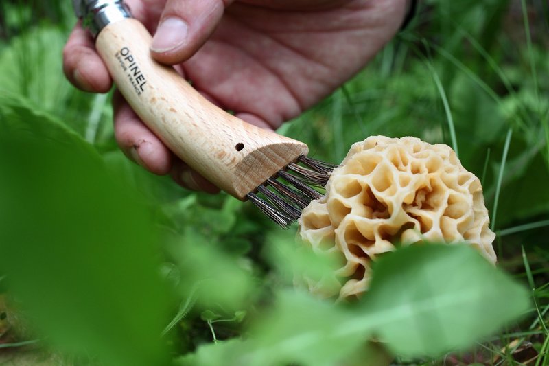 OPINEL Pilzmesser Nr 8 Eichenholzgriff 