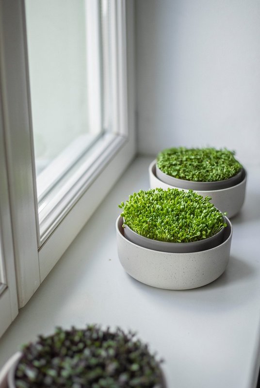 PLASTIA Keimsprosskit Urbalive für Microgreens elfenbein kaffee 