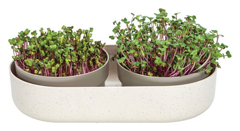 PLASTIA Set Keimsprosskit Urablive Microgreens elfenbein kaffee 