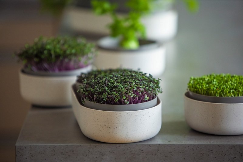 PLASTIA Set Keimsprosskit Urablive Microgreens elfenbein kaffee 