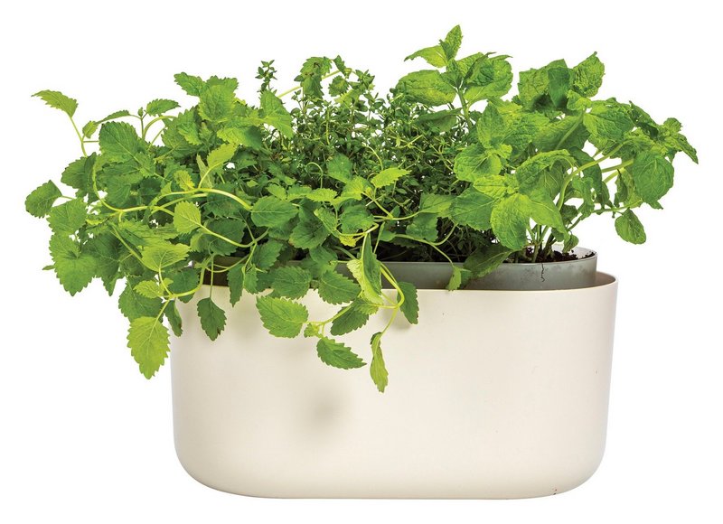 PLASTIA Bewässerungskasten Tolita elfenbein 31cm 